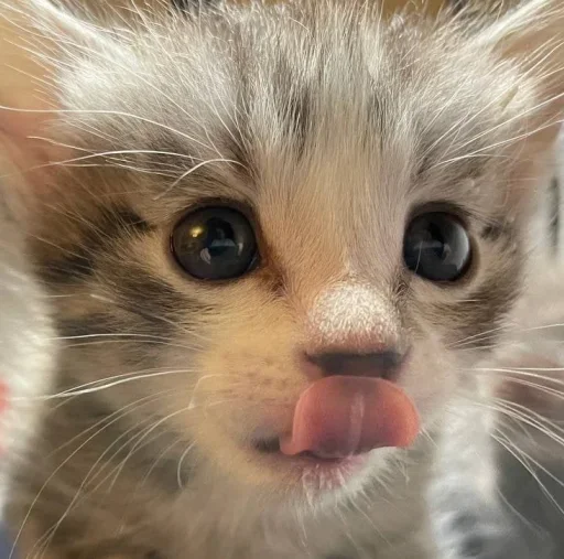 🥺 Стикер «котеки» для Telegram