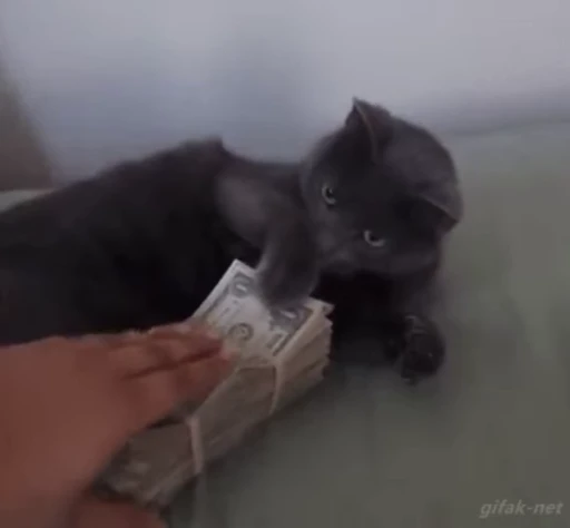 💸 Стикер «kitty cats set 2» для Telegram