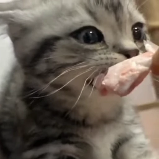 🥩 Стикер «kitty cats set 2» для Telegram