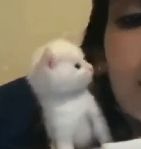 💋 Стикер «kitty cats set 2» для Telegram