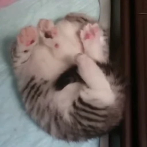 😴 Стикер «kitty cats set 2» для Telegram