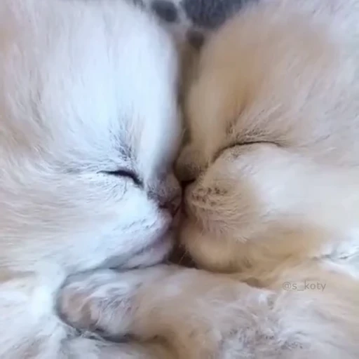 🤗 Стикер «kitty cats set 2» для Telegram