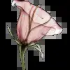 🤩 Эмодзи «Luxe» для Telegram