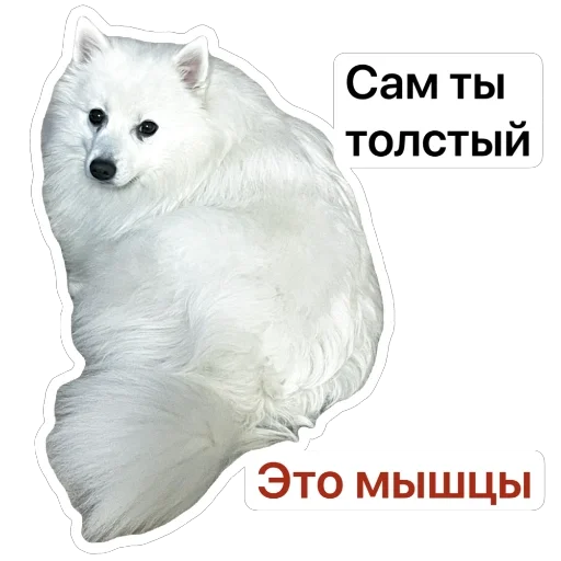 🤨 Стикер «Nixie the Spitz» для Telegram