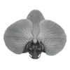 🖤 Эмодзи «Lys Blancs» для Telegram