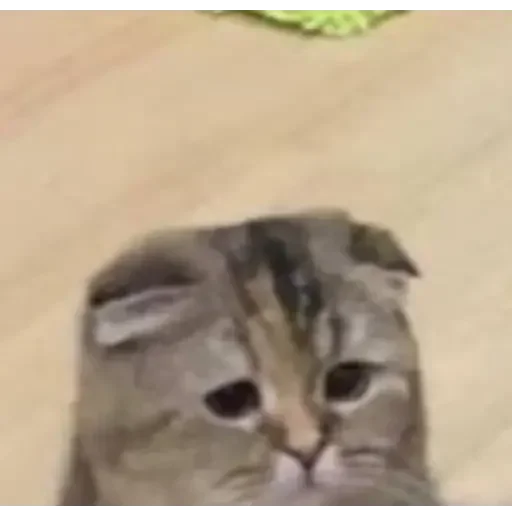 😔 Стикер «Michis cursed» для Telegram