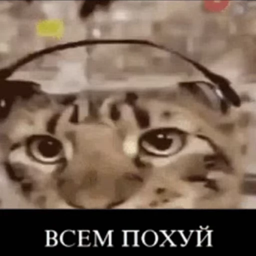 🎧 Стикер «m1t3nk0v&;s video sticker dump» для Telegram
