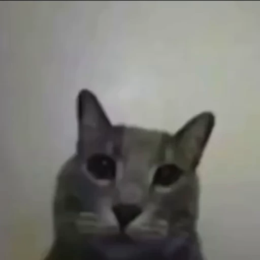 🐈 Стикер «Mad Cat Video» для Telegram