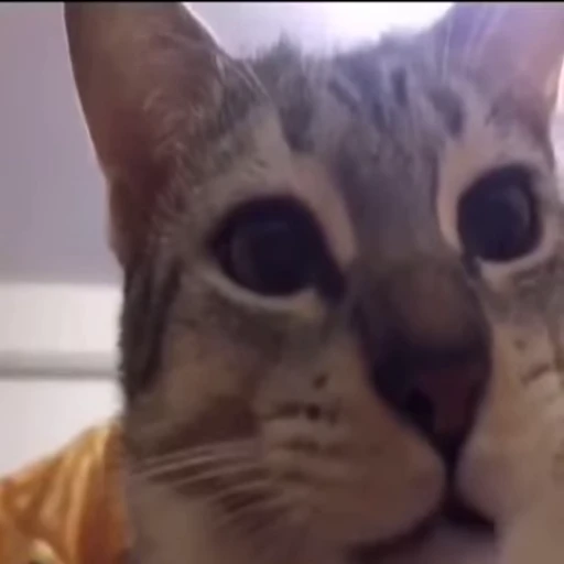 🐈 Стикер «Mad Cat Video» для Telegram