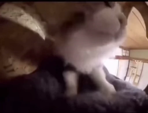 🐈 Стикер «Mad Cat Video» для Telegram