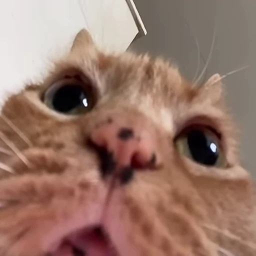 🐈 Стикер «Mad Cat Video» для Telegram