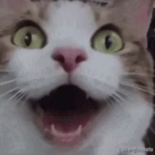 🐈 Стикер «Mad Cat Video» для Telegram