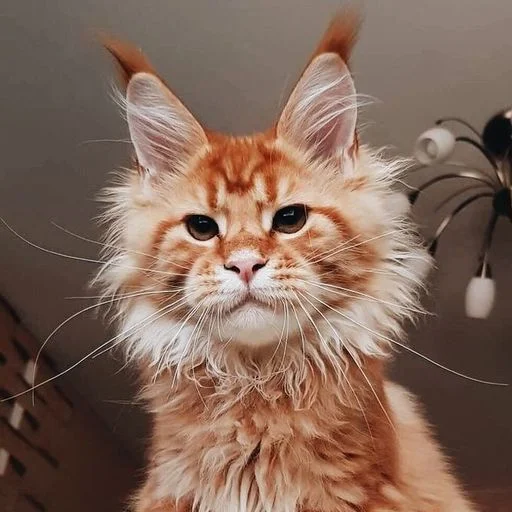 Стикерпак Mainecoon cats для Telegram — скачать