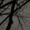 🤩 Эмодзи «» для Telegram