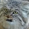 😾 Эмодзи «Манул» для Telegram