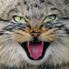 Эмодзи Манул для Telegram — скачать