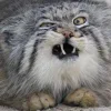 😗 Эмодзи «Манул» для Telegram