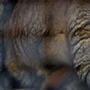 🐾 Эмодзи «Манул» для Telegram