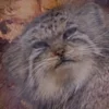 😉 Эмодзи «Манул» для Telegram
