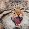 😸 Эмодзи «Манул» для Telegram