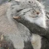 😴 Эмодзи «Манул» для Telegram