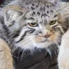 😪 Эмодзи «Манул» для Telegram