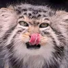 😛 Эмодзи «Манул» для Telegram