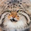 😾 Эмодзи «Манул» для Telegram