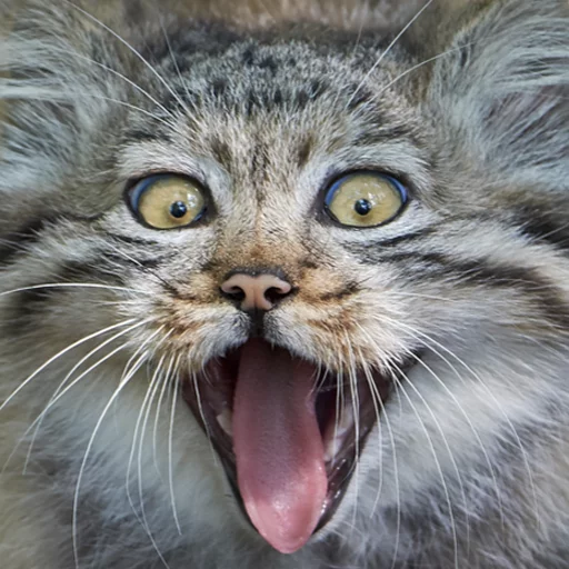 😃 Стикер «Manul» для Telegram