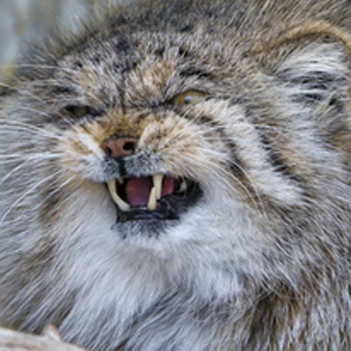 😠 Стикер «Manul» для Telegram