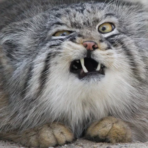 😗 Стикер «Manul» для Telegram
