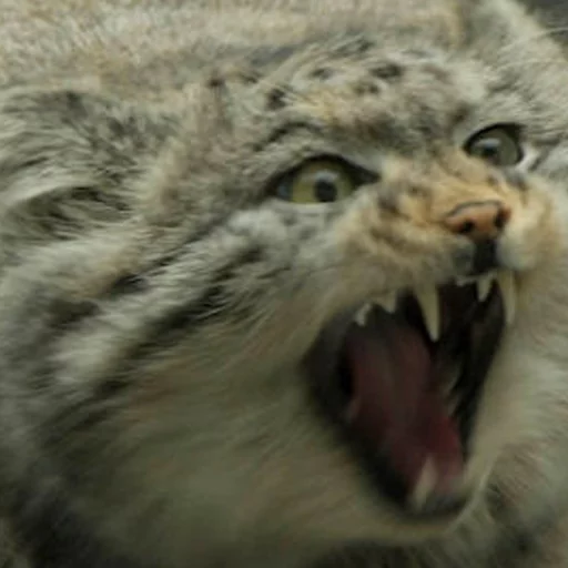 🔥 Стикер «Manul» для Telegram