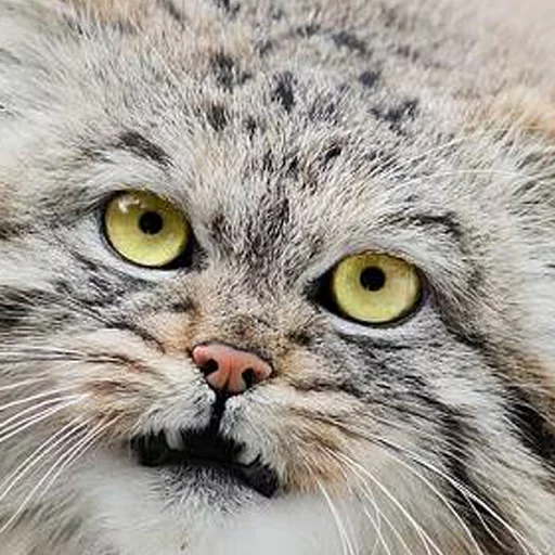 😐 Стикер «Manul» для Telegram