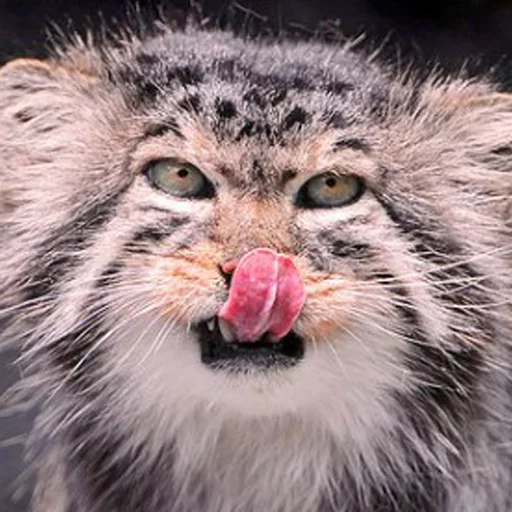 😛 Стикер «Manul» для Telegram