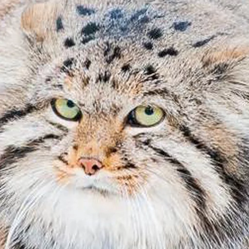 😼 Стикер «Manul» для Telegram