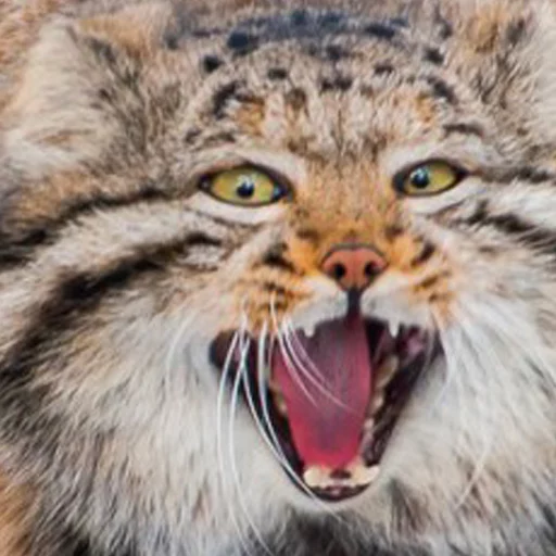 😸 Стикер «Manul» для Telegram