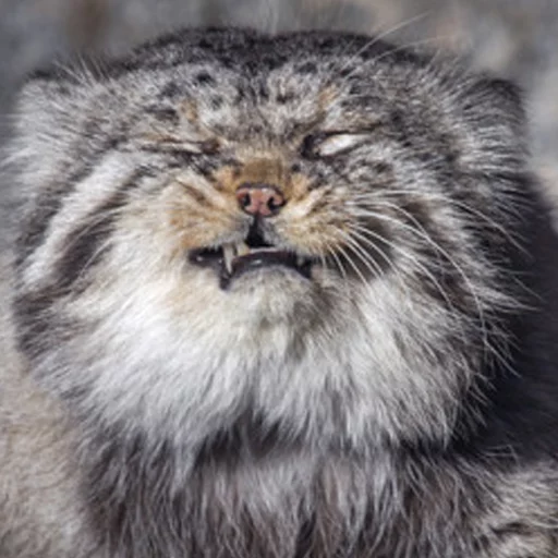 😑 Стикер «Manul» для Telegram