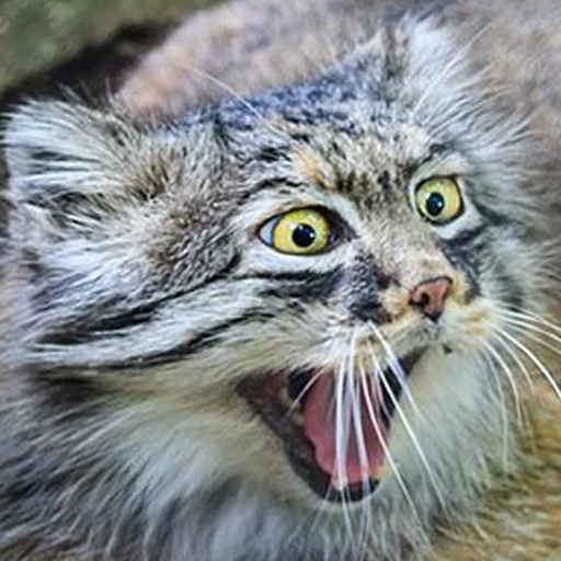 🙀 Стикер «Manul» для Telegram
