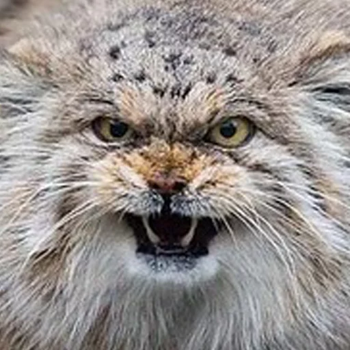 👹 Стикер «Manul» для Telegram