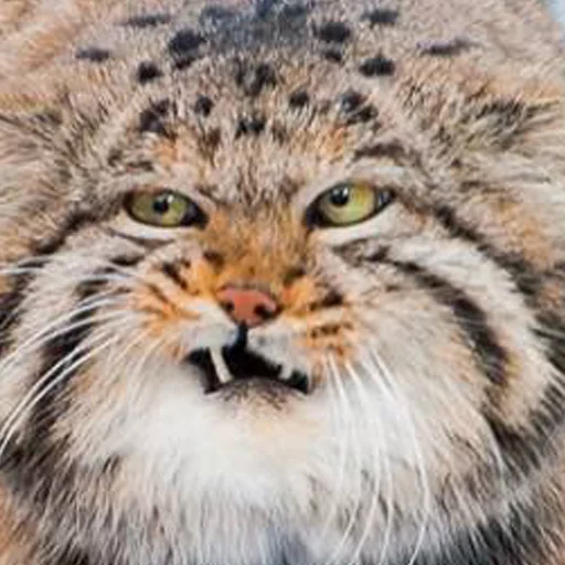 😾 Стикер «Manul» для Telegram