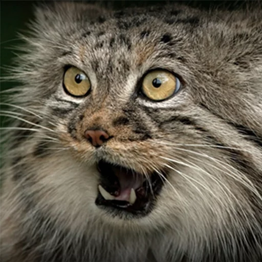 😮 Стикер «Manul» для Telegram