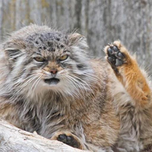🔝 Стикер «Manul» для Telegram