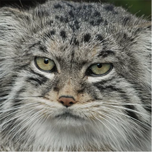 😕 Стикер «Manul» для Telegram