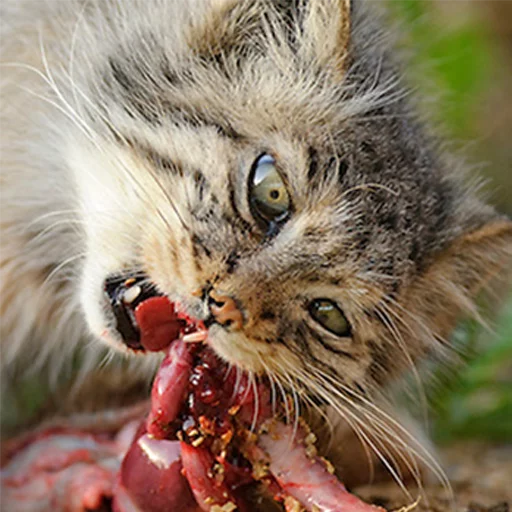 🍖 Стикер «Manul» для Telegram