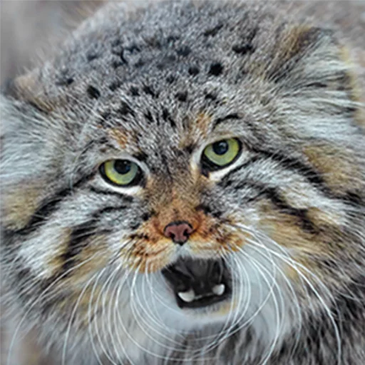 🎤 Стикер «Manul» для Telegram