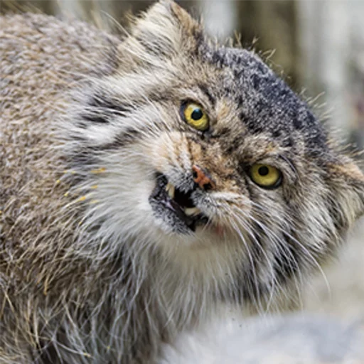 👹 Стикер «Manul» для Telegram