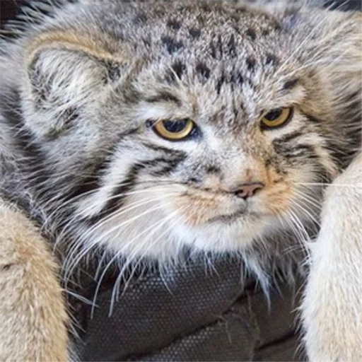 😪 Стикер «Manul» для Telegram