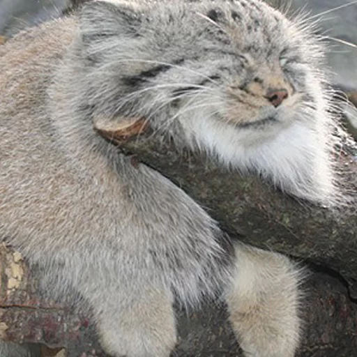 😴 Стикер «Manul» для Telegram