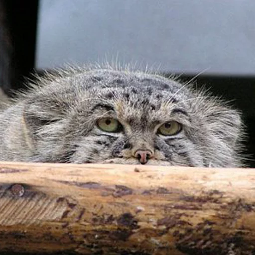 😶 Стикер «Manul» для Telegram