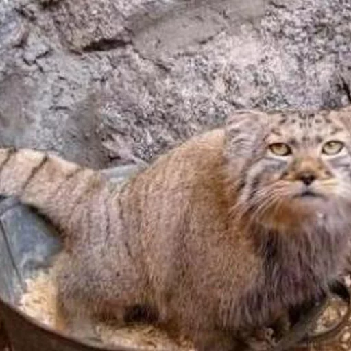 💩 Стикер «Manul» для Telegram